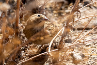 Chestnut-collared Longspur - Calcarius ornatus