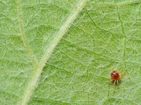 Whirligig mite - Family Anystidae (Whirligig Mites)