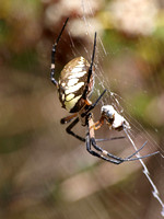 Yellow garden spider - Argiope aurantia