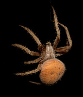 Hentz's orbweaver - Neoscona crucifera