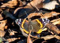 Red admiral - Vanessa atalanta