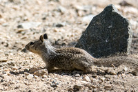 California ground squirrel - Otospermophilus beecheyi