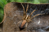 Corner spider - Hololena sp.