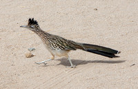 Greater Roadrunner - Geococcyx californianus