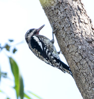 Yellow-bellied Sapsucker - Sphyrapicus varius
