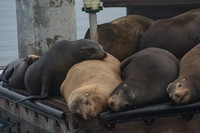 California sea lion - Zalophus californianus