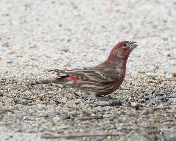 House Finch - Carpodacus mexicanus