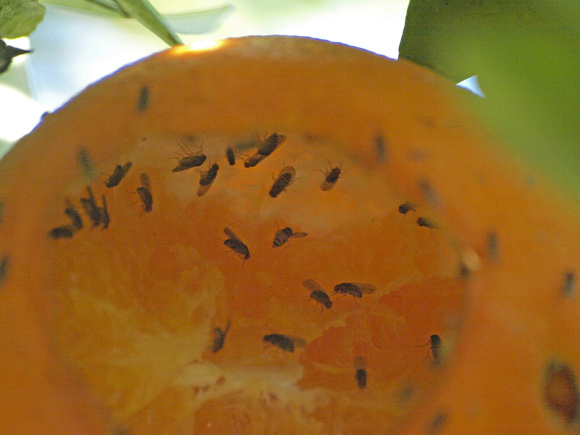 Pomace flies - Family Drosophilidae
