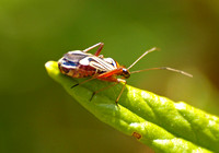 Plant bug - Closterocoris amoenus