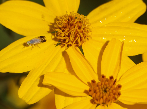 Fruit fly - Trupanea sp.