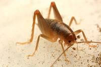 Camel cricket - Ceuthophilus sp.