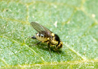 Leaf-miner fly - Liriomyza sp.