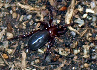 Ground spider 3 - Unidentified sp.
