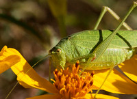 Mediterranean katydid - Phaneroptera nana