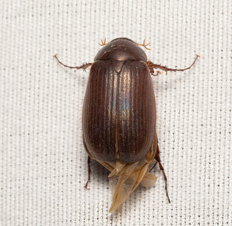 Small june beetle - Serica sp.