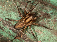 Corner spider - Hololena sp.