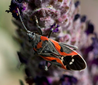 Small milkweed bug - Lygaeus kalmii