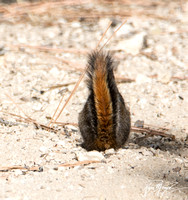 Merriam's Chipmunk - Neotamias merriami