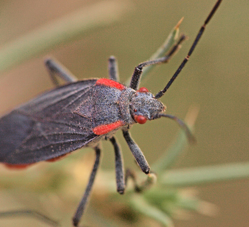 Red-shouldered bug - Jadera haematoloma