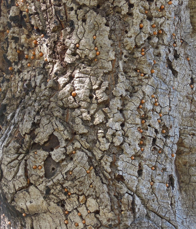 Acorn Woodpecker Granary Tree