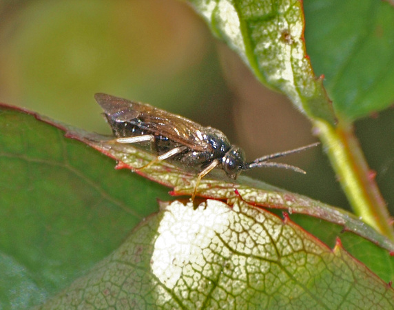 Bristly Rose Slug - Cladius difformis
