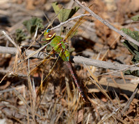 Common green darner - Anax junius