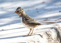 Harris's Sparrow - Zonotrichia querula