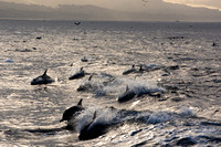 Audubon Pelagic Trip out of Dana Point Sept-15-2018