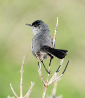 California Gnatcatcher - Polioptila californica