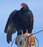 Turkey Vulture - Cathartes aura