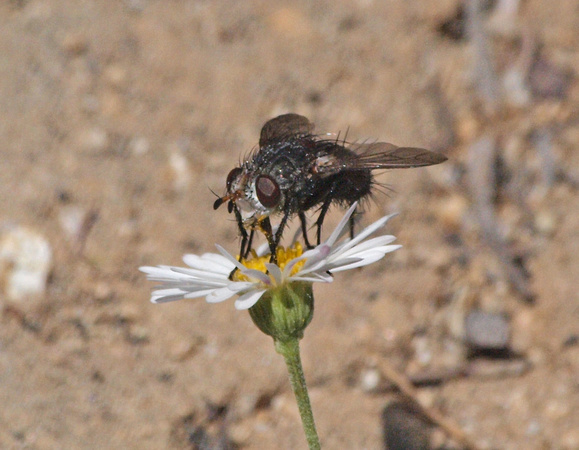 Tachinid fly - Unidentified sp.