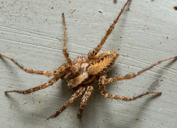 Funnel weaver - Hololena sp