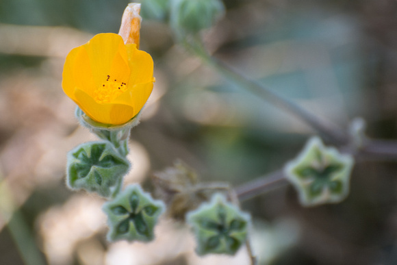 Palmer's Indian Mallow - Abutilon palmeri