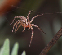 Corner spider - Hololena sp.