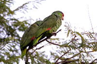 Red-crowned Parrot - Amazona viridigenalis