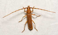 Longhorn beetle - Malacopterus tenellus