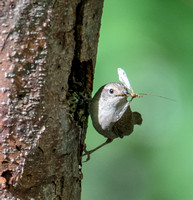 Northern House Wren - Troglodytes aedon