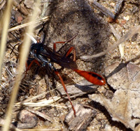 Burrowing wasp 4 - Ammophila sp.