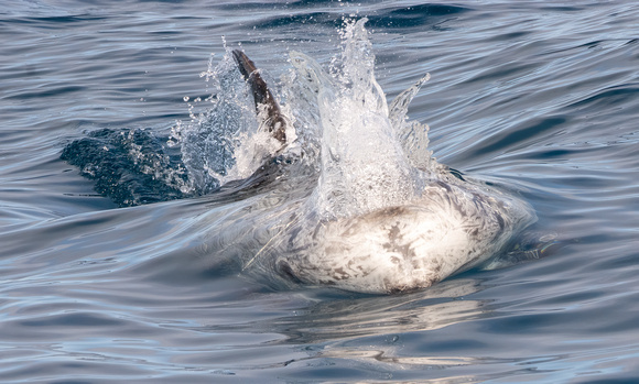 Risso's dolphin - Grampus griseus