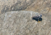 Wandering Tattler - Tringa incana