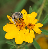 Digger bee- Anthophora urbana