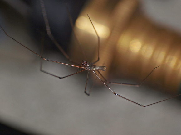 Long-bodied cellar spider - Pholcus phalangiodes