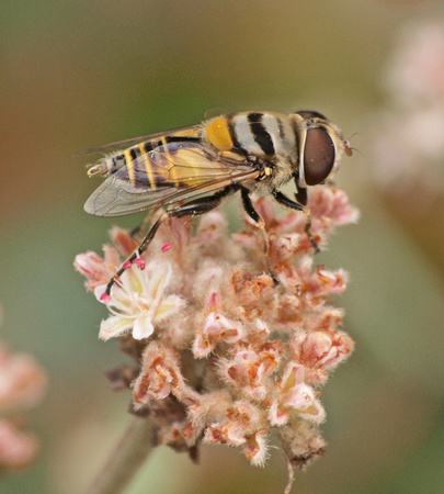 Flower fly - Palpada sp. (Palpada vinetorum and/or alhambra?)