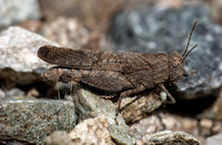 Trailside grasshopper - Lactista gibbosus