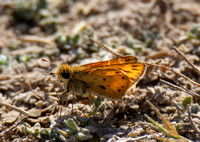 Fiery skipper - Hylefila phyleus