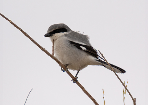 Loggerhead Shrike - Lanius ludovicianus