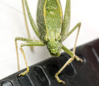 Angle-wing katydids -Microcentrum sp