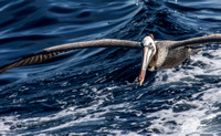 Brown Pelican - Pelecanus occidentalis