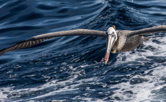 Brown Pelican - Pelecanus occidentalis