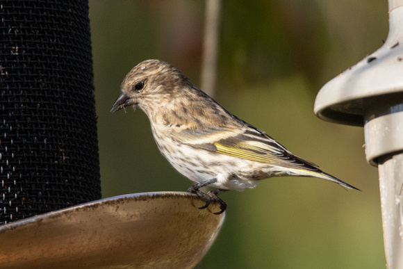 Pine Siskin - Spinus pinus